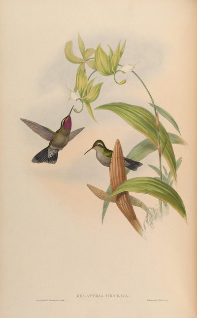 Delattria henrici = Lampornis amethystinus - John Gould